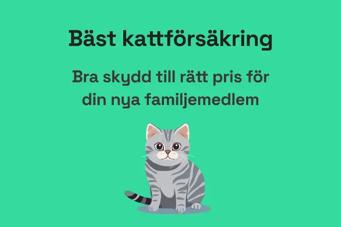 Bäst kattförsäkring