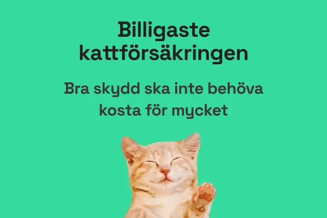 Billigaste kattförsäkringen